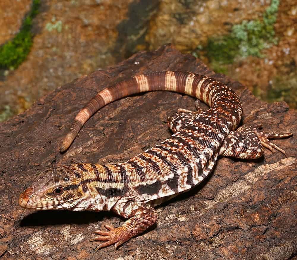 yearling high white red tegu for sale yearling high white red tegu for sale
