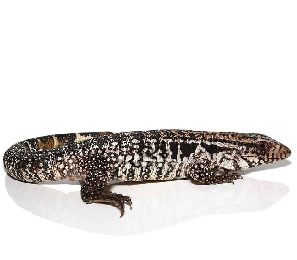 yearling snowmaker tegu for sale yearling snowmaker tegu for sale