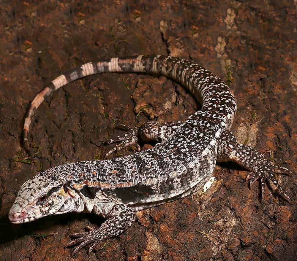 yearling super red tegu for sale yearling super red tegu for sale