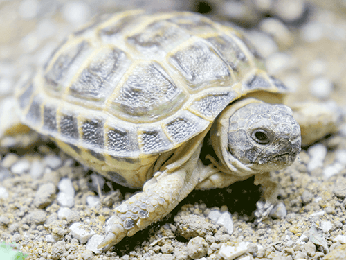 horsefield tortoises for sale horsefield tortoises for sale