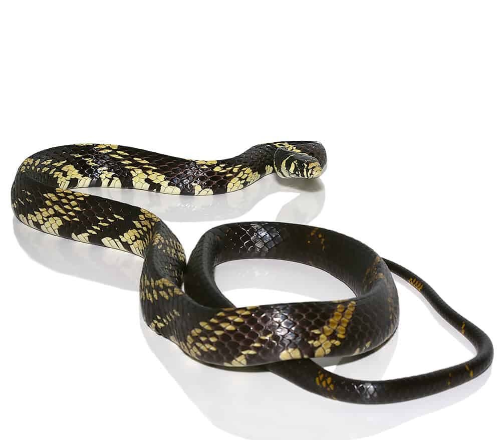 guyana tiger ratsnake for sale guyana tiger ratsnake for sale