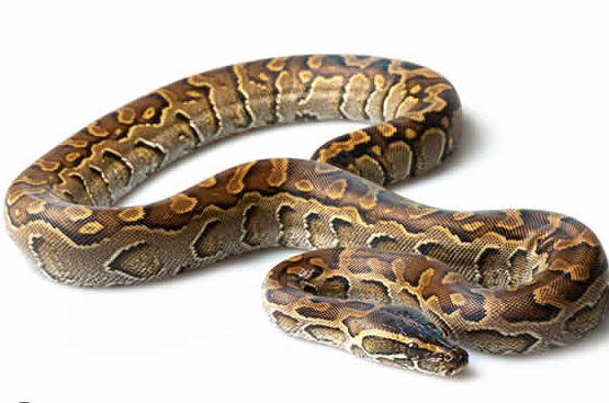 African Rock Python for Sale african rock python for sale 1 e1754715363217
