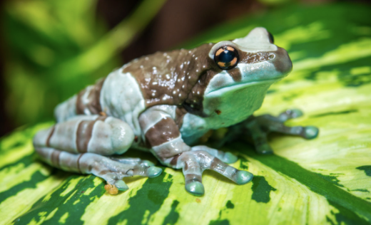 Amazon Milk Frog for Sale amazon milk frog for sale 1
