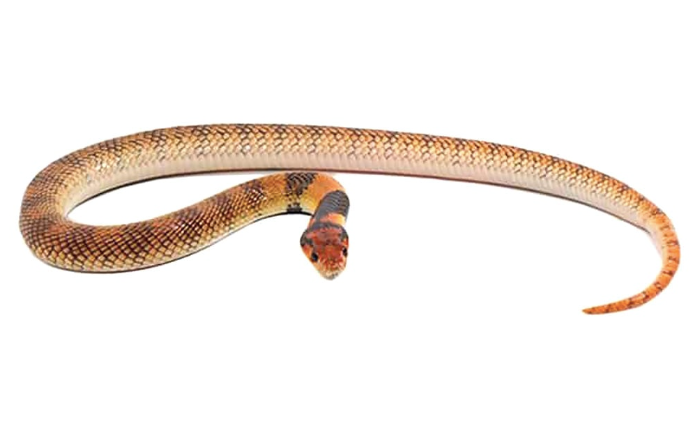 Angolan Coral Cobra For Sale angolan coral cobra e1755864076344