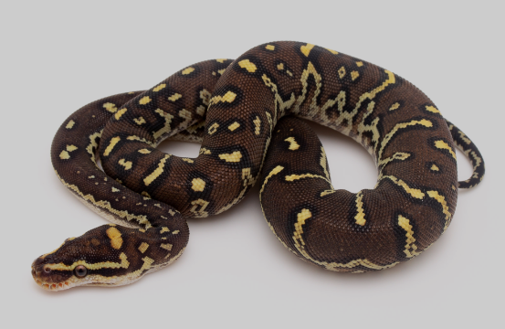 Angolan Python for Sale angolan python for sale