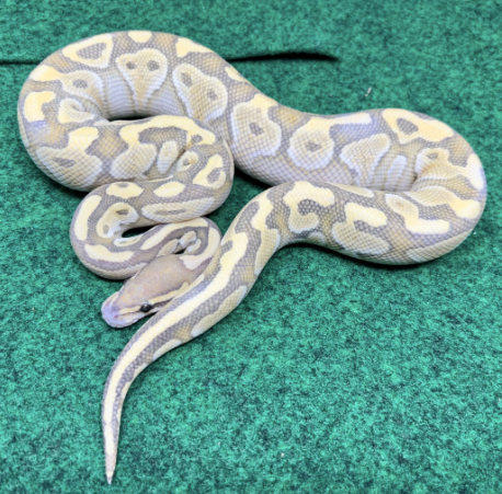 Baby Butter Ball Python For Sale baby butter ball python