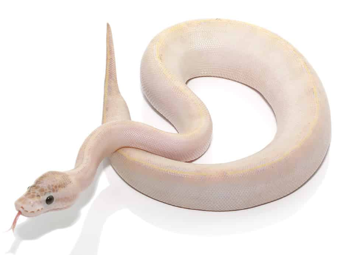Baby Ivory Ball Python For Sale baby male ivory ball python