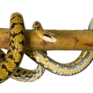 taiwan beauty ratsnake for sale