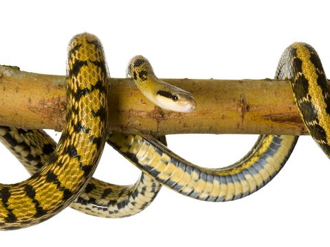 taiwan beauty ratsnake for sale taiwan beauty ratsnake for sale