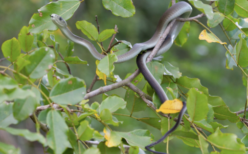 Black Mamba For Sale black mamba for sale 1