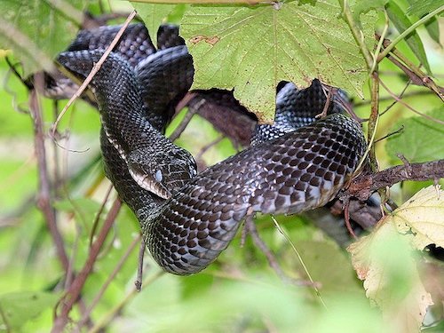 black rat snake for sale black rat snake for sale