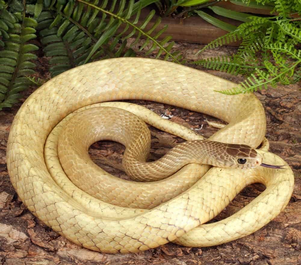 blonde indo chinese rat snake for sale blonde indo chinese rat snake for sale