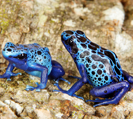Blue Azureus Tinctorius Dart Frog Sale blue azureus tinctorius dart frog sale