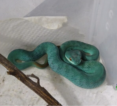 Blue Komodo Island Viper For Sale blue komodo island viper