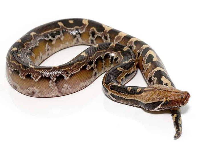 Borneo Blood Python For Sale borneo blood python