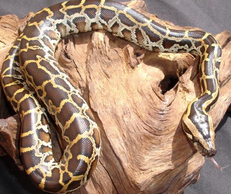 Burmese Python for Sale burmese python for sale