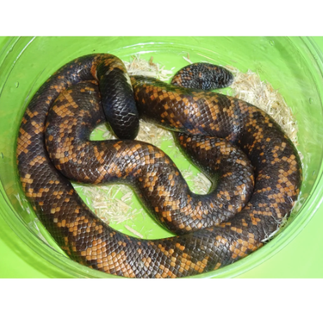 Calabar Python for Sale calabar python for sale