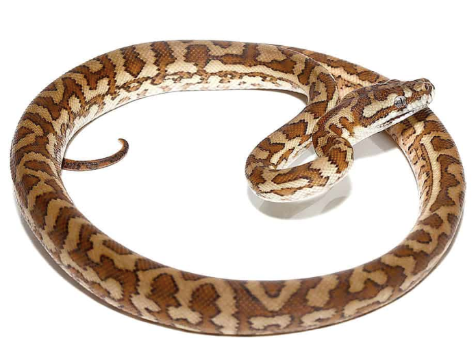 Caramel Carpet Python For Sale caramel carpet python