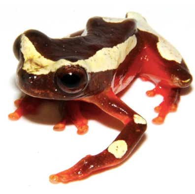 Clown Tree Frog for Sale clown tree frog for sale e1756304119546