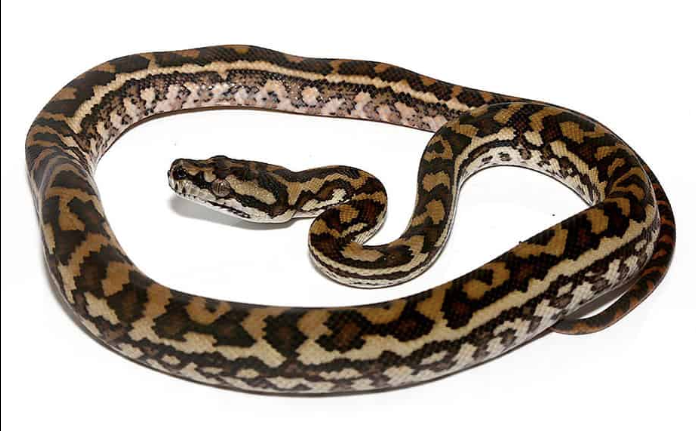 Coastal Carpet Python for Sale coastal carpet python for sale