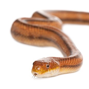 everglades rat snake for sale everglades rat snake for sale