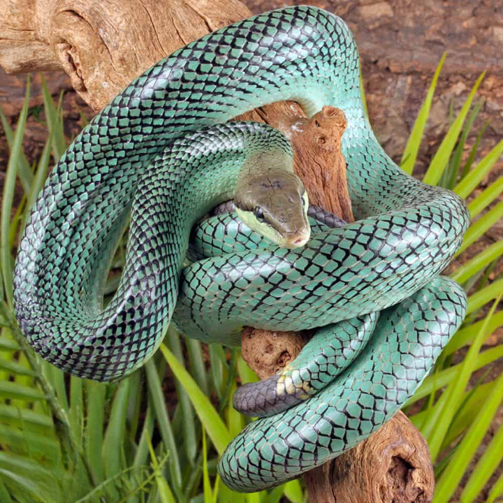 blue red tail green ratsnake for sale blue red tail green ratsnake for sale