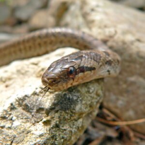 goins steppes rat snake for sale