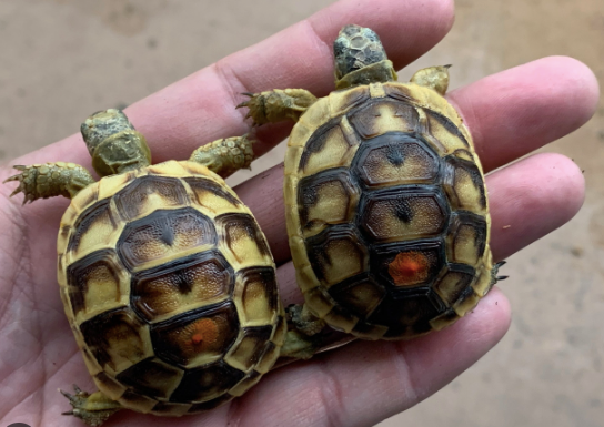 Greek Tortoise for Sale greek tortoise for sale 1