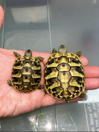 Hermanns Tortoise for Sale hermanns tortoise for sale