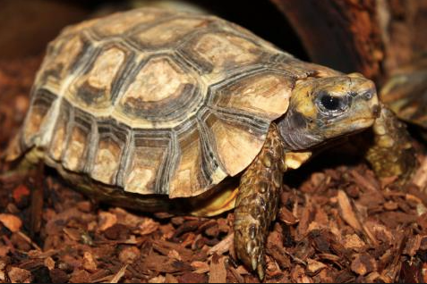 Home’s Hingeback Tortoise for Sale homes hingeback tortoise for sale