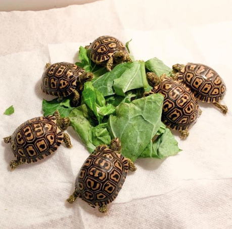 Leopard Tortoise for Sale leopard tortoise for sale