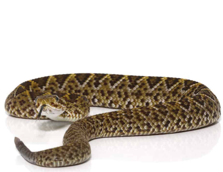 Baby Mexican West Coast Rattlesnake For Sale mexican west coast rattlesnake for sale