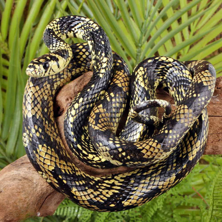 nicaraguan tiger ratsnake for sale nicaraguan tiger ratsnake for sale