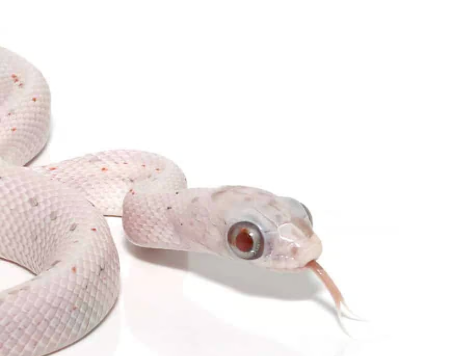 baby ultramel palmetto cornsnake for sale baby ultramel palmetto cornsnake for sale