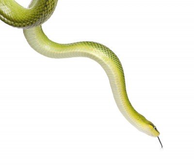 red tail green rat snake for sale red tail green rat snake for sale