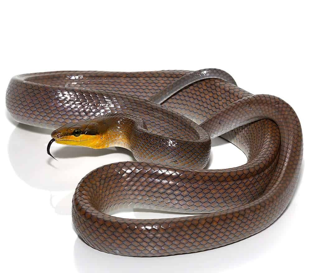 silver phase red tailed green ratsnake for sale silver phase red tailed green ratsnake for sale