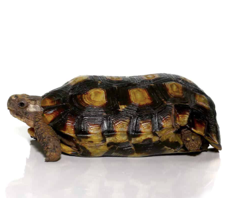Speke’s Hingeback Tortoise for Sale spekes hingeback tortoise for sale