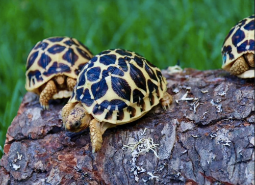Sri Lankan Star Tortoise for Sale sri lankan star tortoise for sale 1
