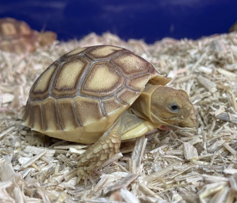 Sulcata Tortoise for Sale sulcata tortoise for sale 1