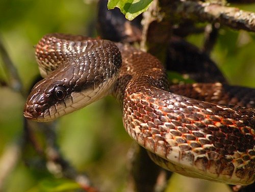 texas rat snake for sale texas rat snake for sale