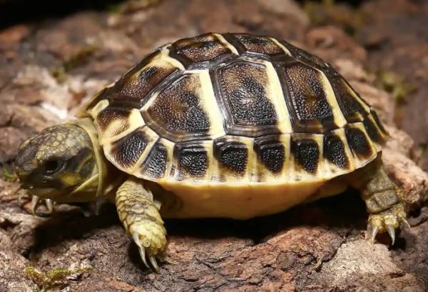 Tuscan Western Hermann’s Tortoise For Sale tuscan western hermanns tortoise 600x409 1