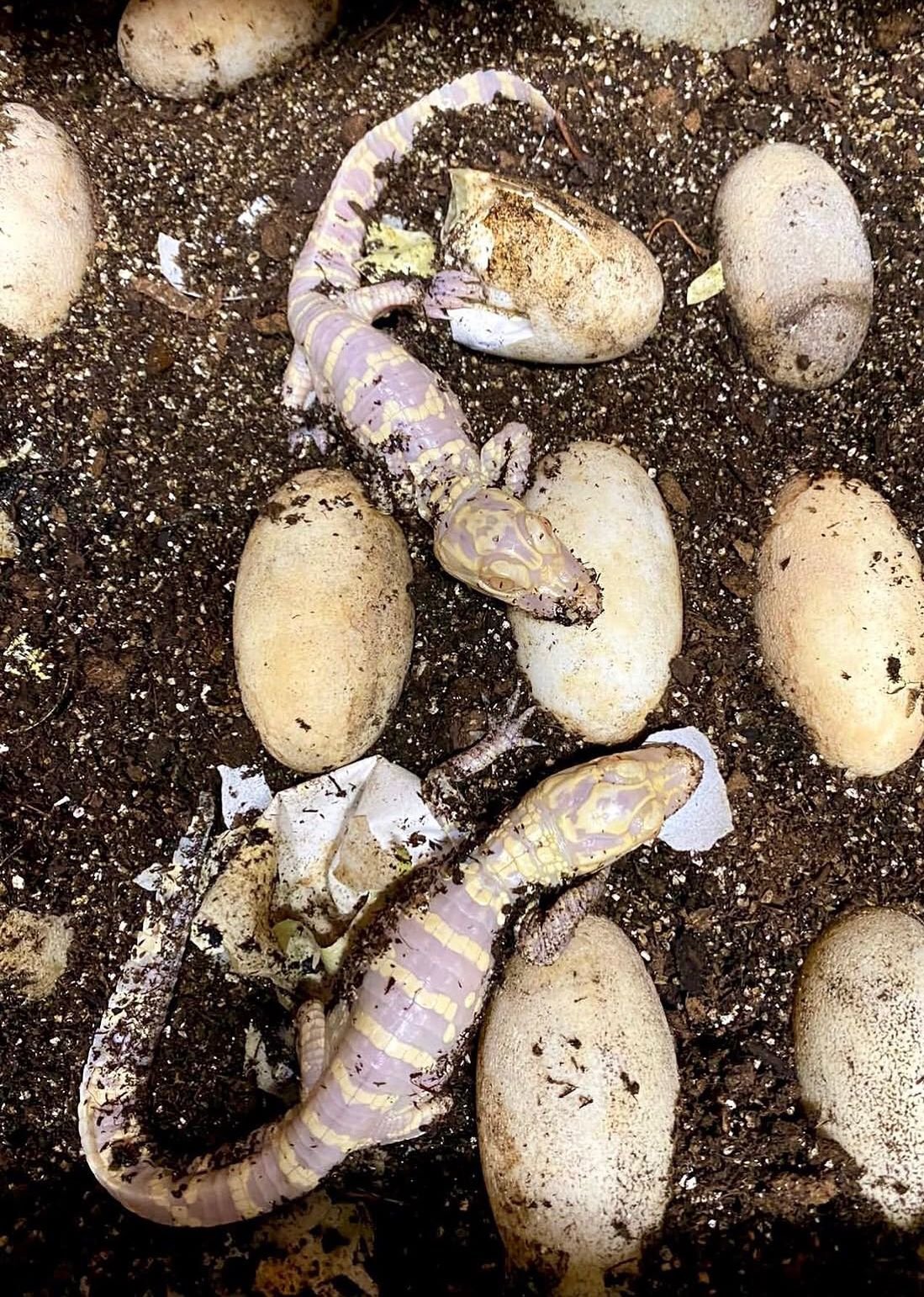 hatchling albino alligator for sale hatchling albino alligator for sale