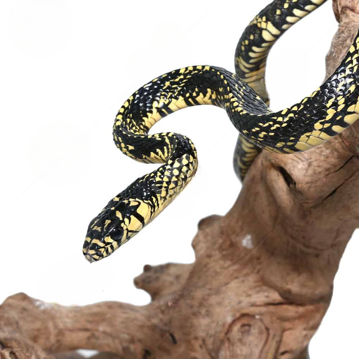 yearling nicaraguan tiger ratsnake for sale yearling nicaraguan tiger ratsnake for sale