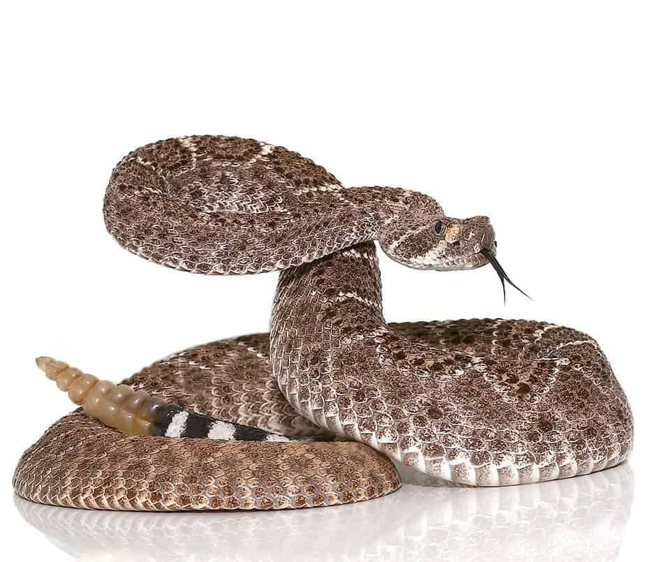 Yearling Western Diamondback Rattlesnake For Sale yearling western diamondback rattlesnake e1722041463195