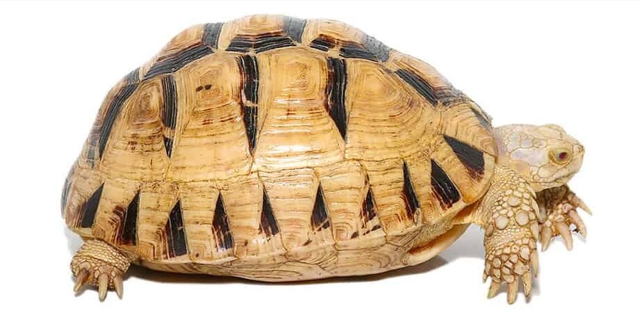 t+ albino greek tortoise for sale t+ albino greek tortoise for sale