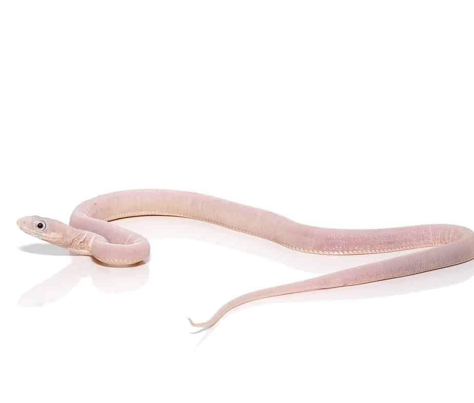 c.b. baby scaleless leucistic everglades ratsnake for sale c.b. baby scaleless leucistic everglades ratsnake for sale
