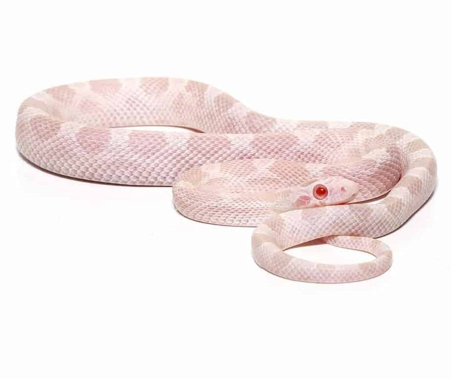 baby avalanche cornsnake for sale baby avalanche cornsnake for sale