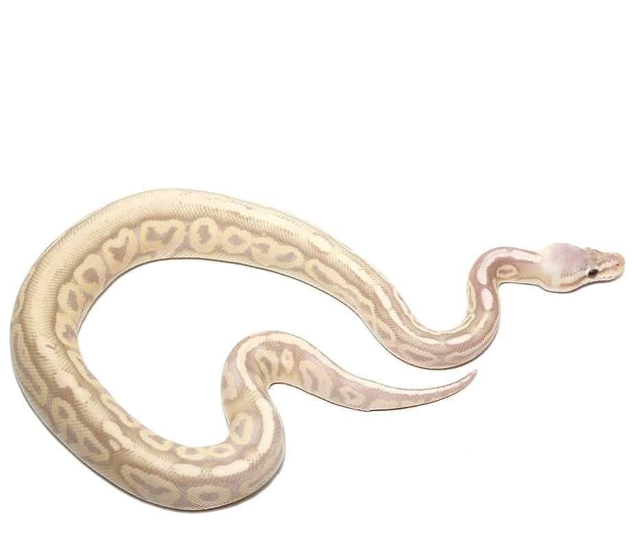 baby banana sterling ball python for sale baby banana sterling ball python for sale