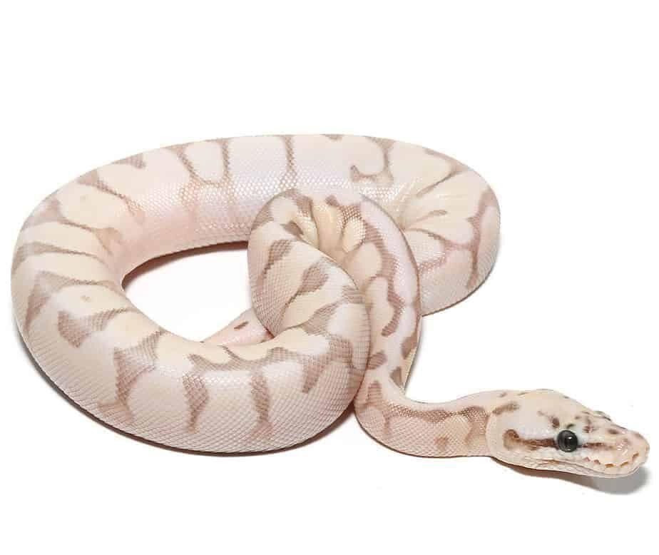 baby bumblebee butter enchi ball python for sale baby bumblebee butter enchi ball python for sale
