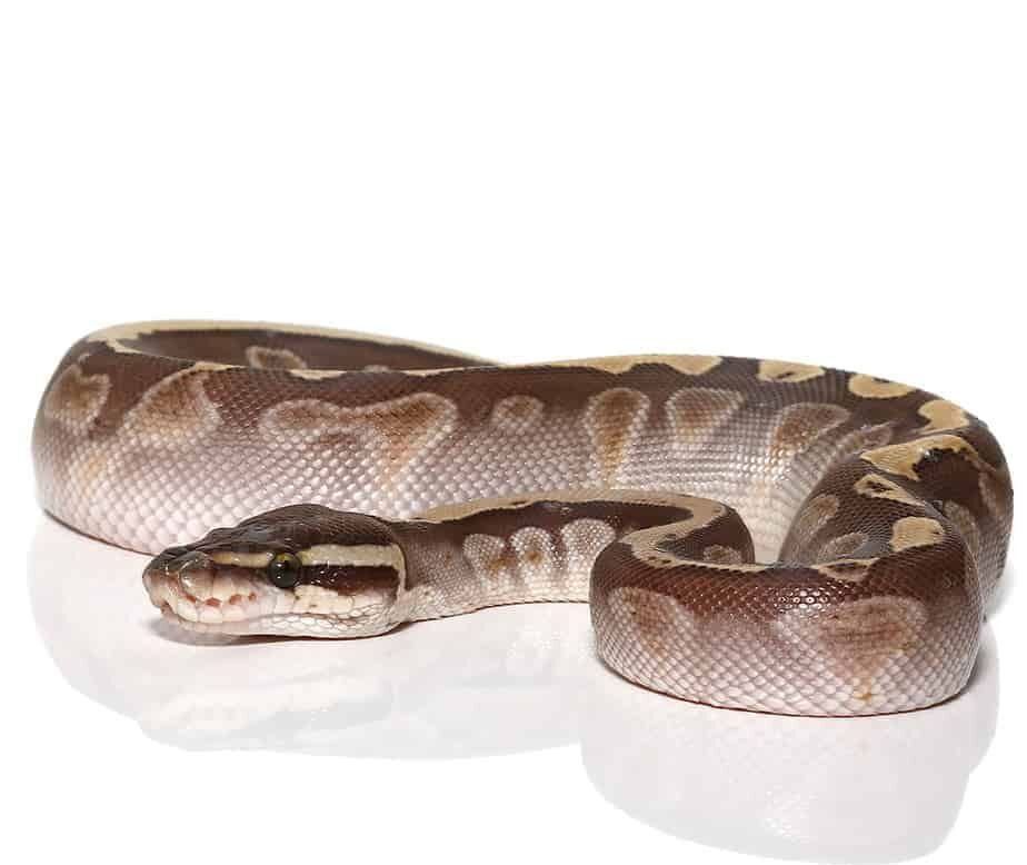 baby butter ghi ball python for sale baby butter ghi ball python for sale